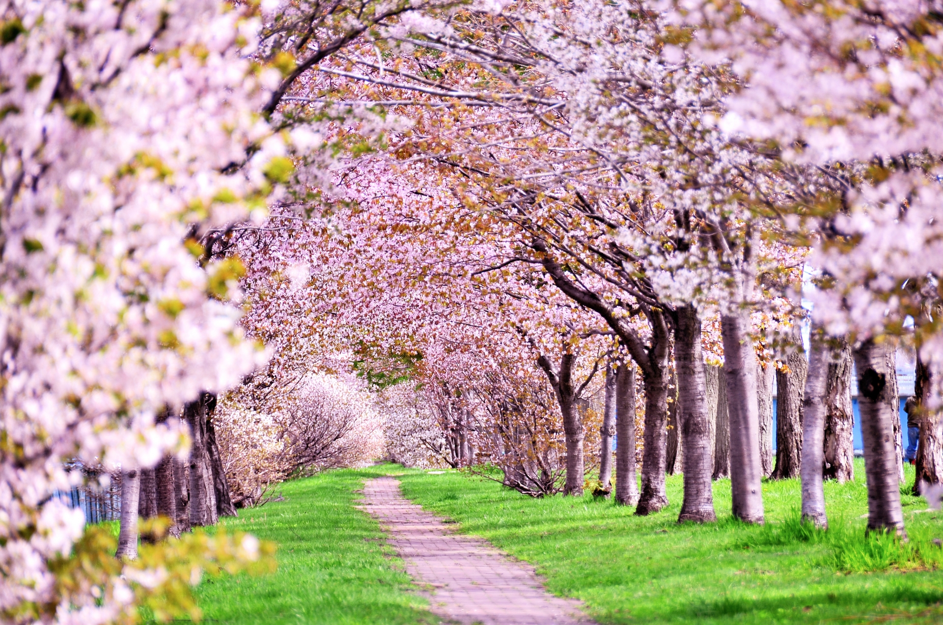 日本の春の生活 行事 イベント 記念日を知って 子供と春を楽しもう こども ママ 元気