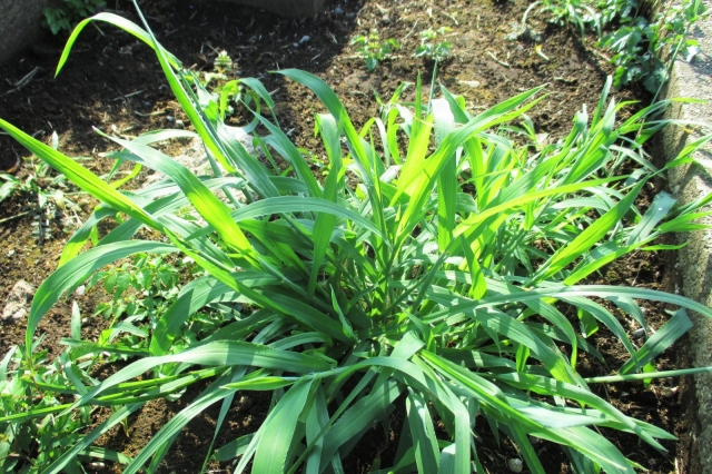 簡単に除草したい おすすめは 顆粒 液体 塩 熱湯 重曹 酢 こども ママ 元気