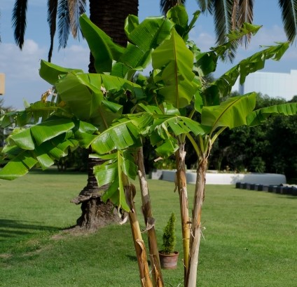 リゾートガーデンにバナナの木に似た植物 芭蕉の木 がおすすめ こども ママ 元気