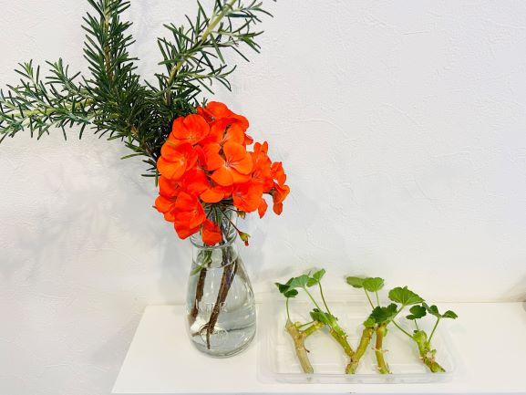 ゼラニウムを挿し木で増やそう 失敗させない6つやり方を知れば簡単 こども ママ 元気 ゼラニウムを挿し木で増やそう 失敗させない6つやり方を知れば簡単 こども ママ 元気